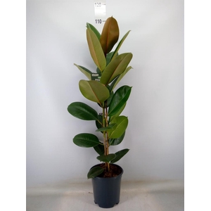 Ficus elastica 'Robusta'