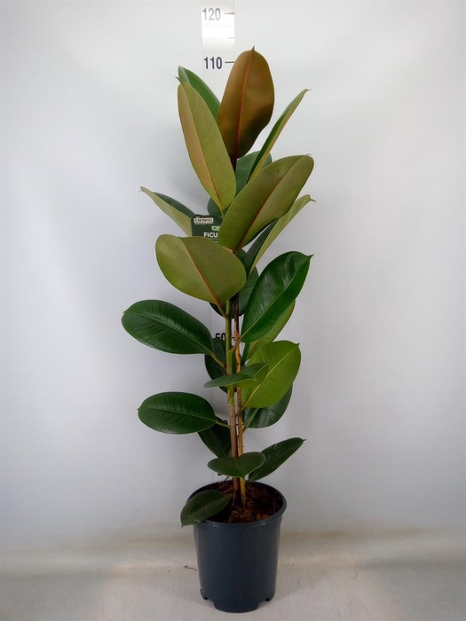 <h4>Ficus elastica 'Robusta'</h4>
