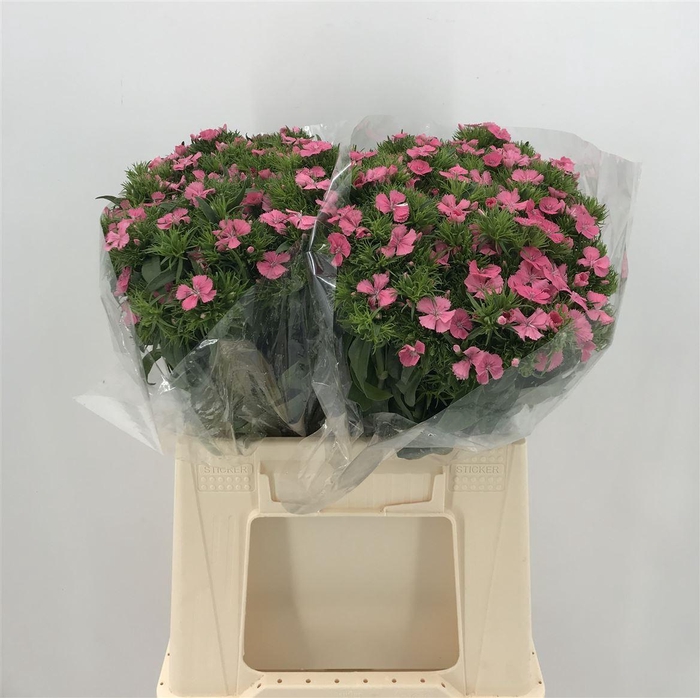 <h4>DI. BARB ALDO ROSE</h4>