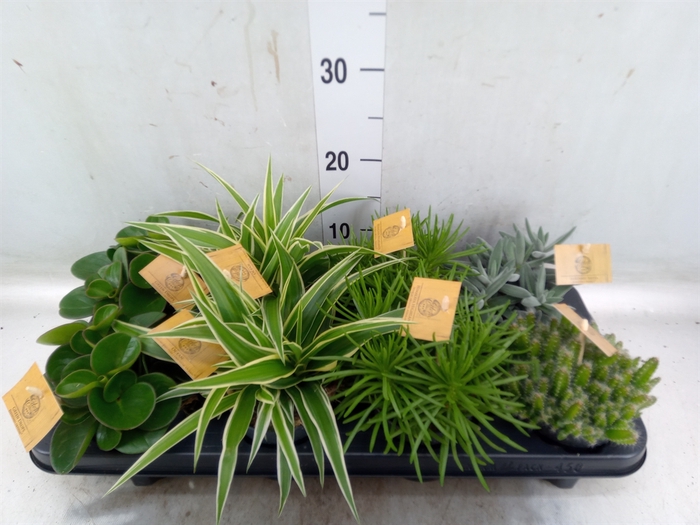 <h4>Planten  ..mix</h4>