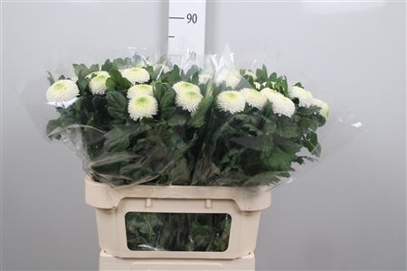 <h4>Chr G Boris Becker</h4>