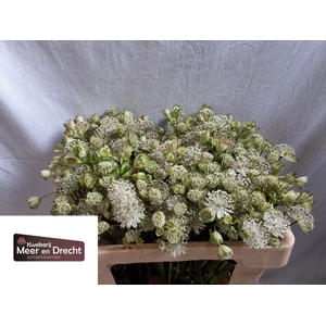 Astrantia Shaggy Meer en Drecht