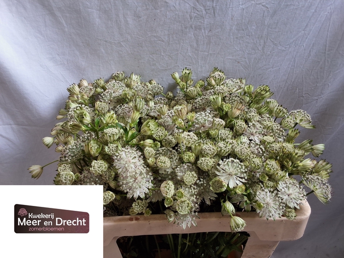 <h4>Astrantia Shaggy Meer en Drecht</h4>