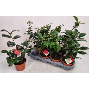 CAMELLIA JAPONICA