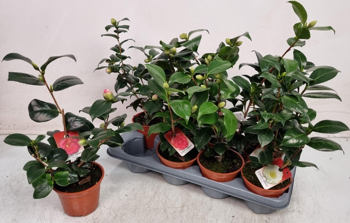 <h4>CAMELLIA JAPONICA</h4>
