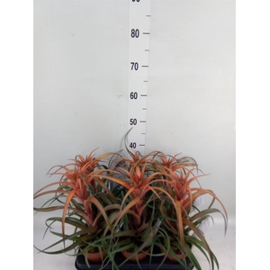 Tillandsia capitata 'Hermosa'