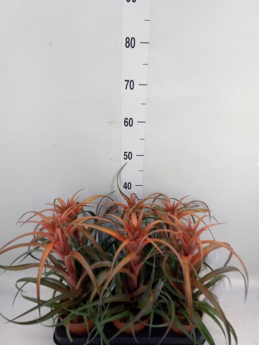 <h4>Tillandsia capitata 'Hermosa'</h4>