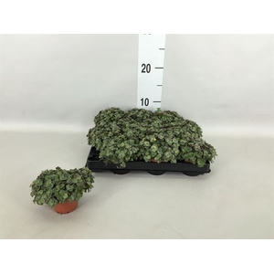 Callisia repens