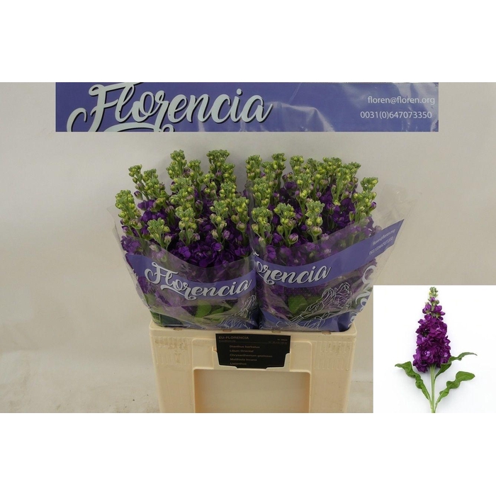 <h4>Matth Debora N L</h4>
