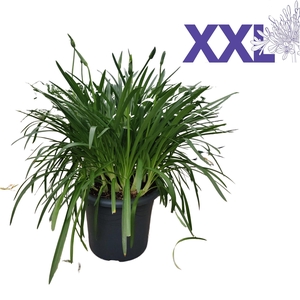 Agapanthus wit pot 40 doorbl. grootbl. XXl knop in gewas