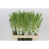 Antirrhinum Potomac White