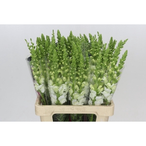Antirrhinum Potomac White