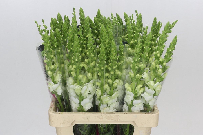 Antirrhinum Potomac White