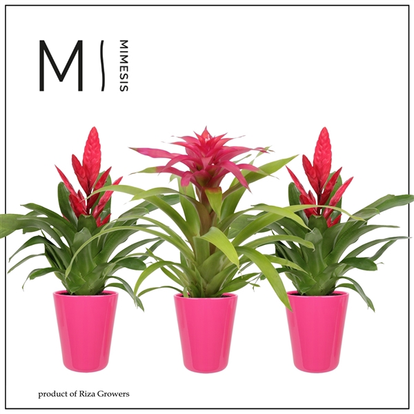 <h4>Mimesis Bromelia Pink - 13 cm in Florence</h4>