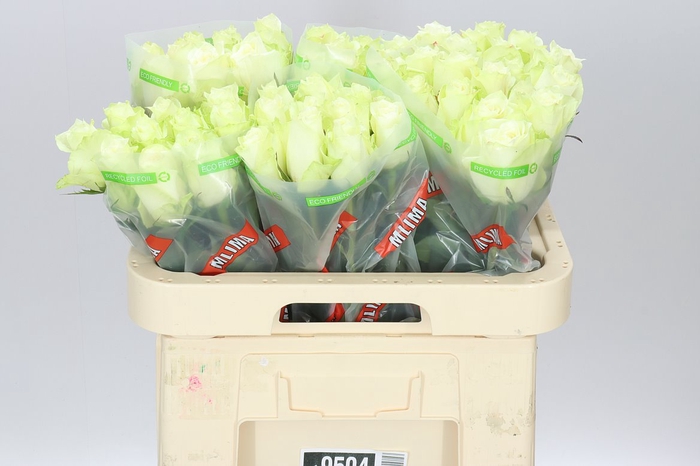 <h4>Rosa Gr Athena</h4>
