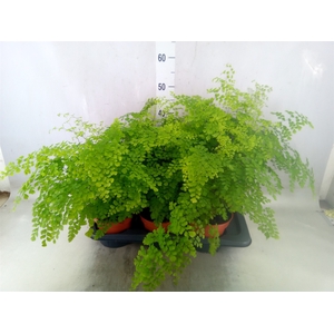 Adiantum raddi. 'Fragrans'