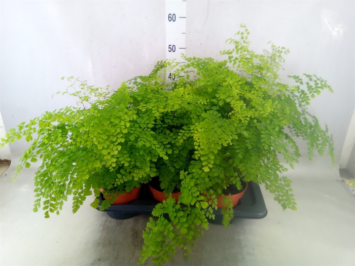 <h4>Adiantum raddi. 'Fragrans'</h4>