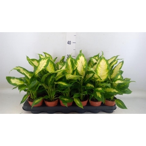 Dieffenbachia  'Camilla'