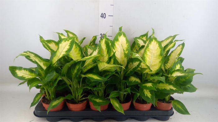 <h4>Dieffenbachia 'Camilla'</h4>