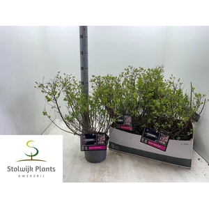 SPI JAP LITTLE PRINC