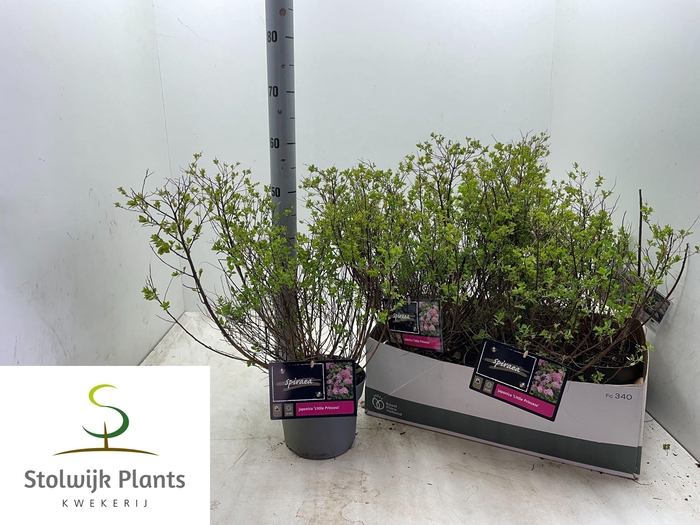 <h4>SPI JAP LITTLE PRINC</h4>