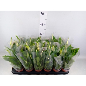 Spathiphyllum  'Chopin'