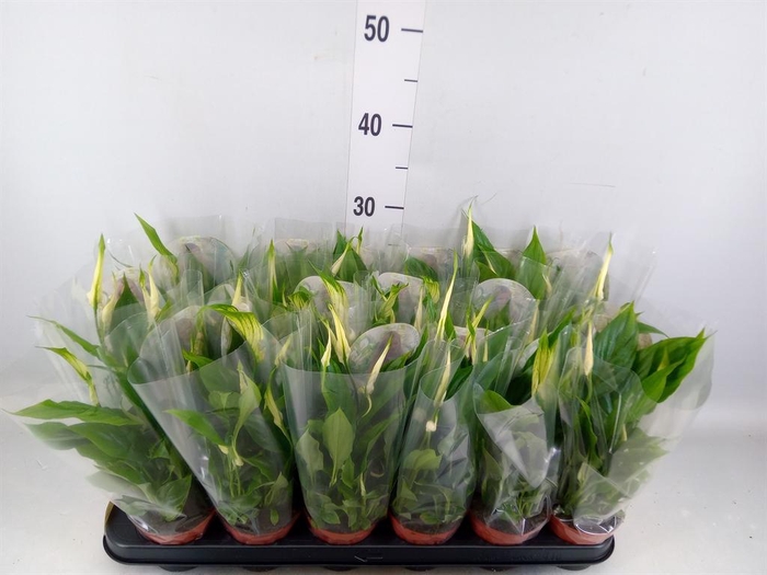 <h4>Spathiphyllum  'Chopin'</h4>