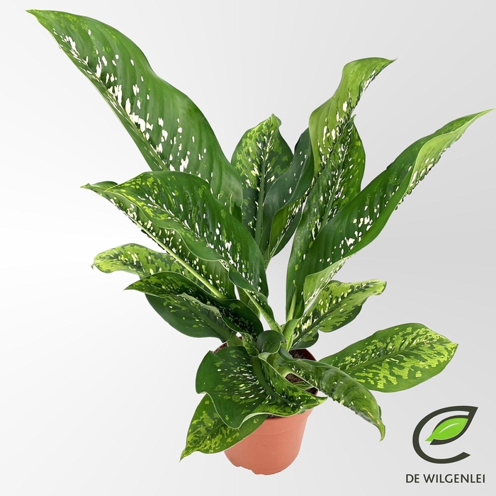 <h4>Dieffenbachia Caiman</h4>
