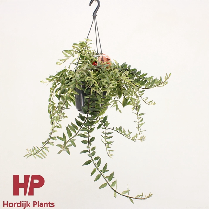 <h4>Aeschynanthus  'Bolero Bicolore'</h4>