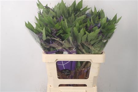 <h4>Clematis Amazing Oslo Dark Blue</h4>