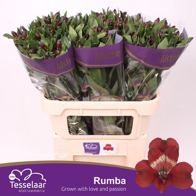 <h4>ALSTR RUMBA</h4>