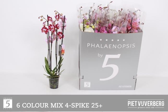 <h4>PHAL GEM 6 KL</h4>