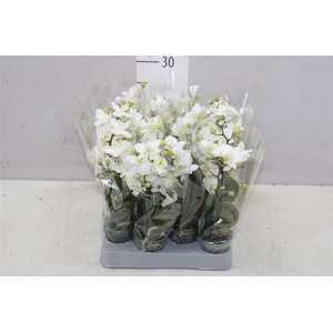 Phal Miniflora Wit 4 Tak