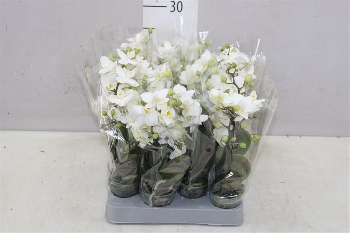 <h4>Phal Miniflora Wit 4 Tak</h4>