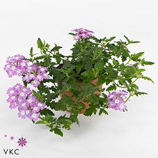 Concrete Pot Old Green/red 16x14cm