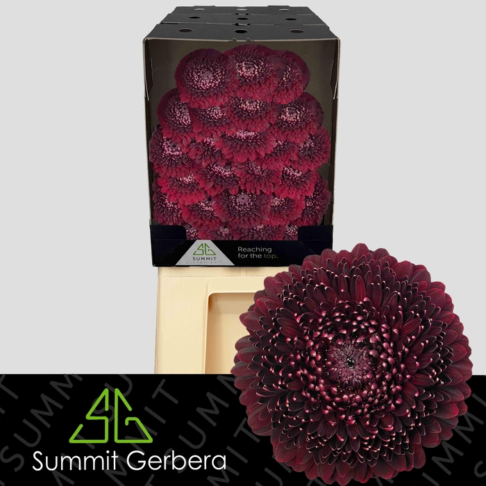 <h4>Germini Pomponi Black Pearl Diamond</h4>