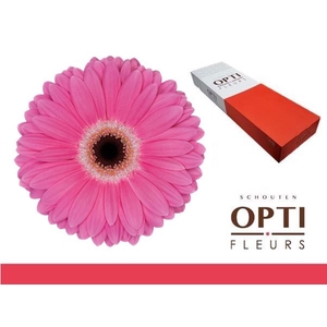 Gerbera Dreamer Doos