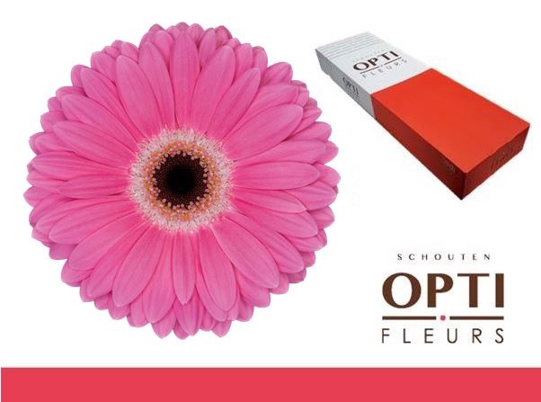 <h4>Gerbera Dreamer Doos</h4>