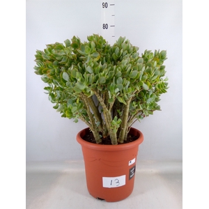 Crassula arborescens