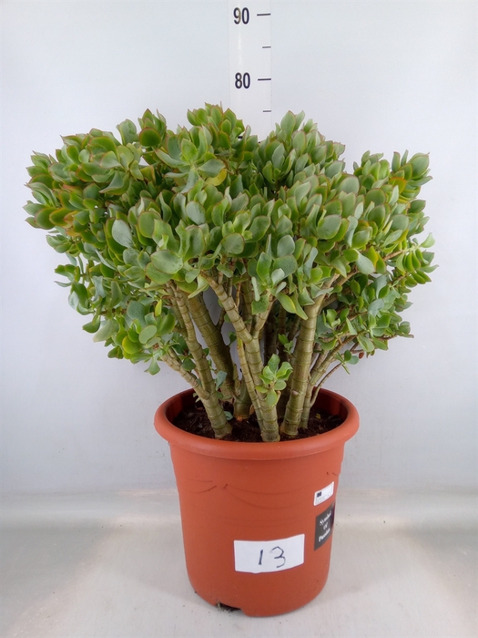<h4>Crassula arborescens</h4>