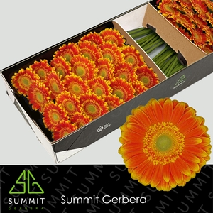 Gerbera Wannabe Doos