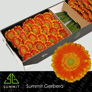 Gerbera Wannabe Doos