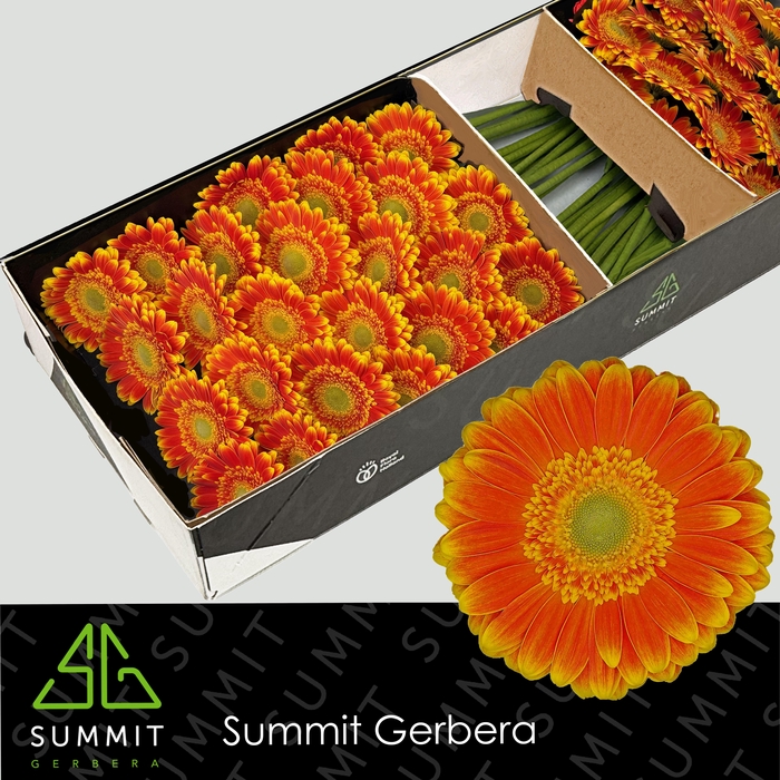 <h4>Gerbera Wannabe Doos</h4>