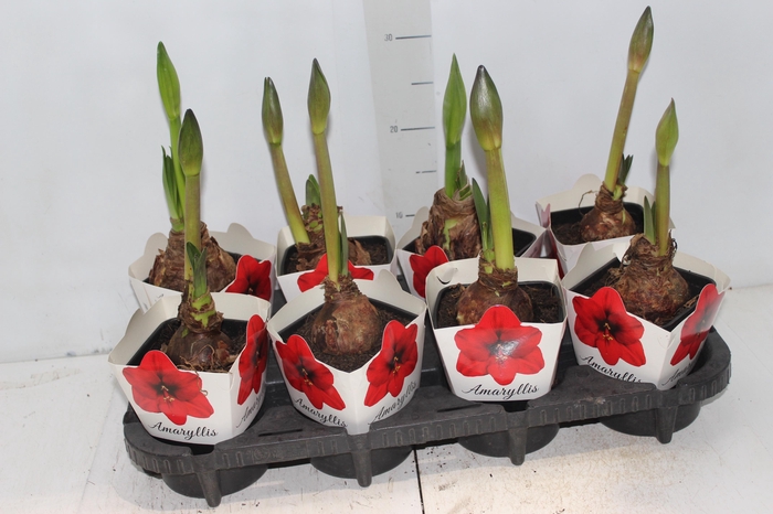 <h4>AMARYLLIS P14</h4>