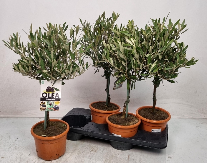 <h4>OLEA EUROPAEA</h4>