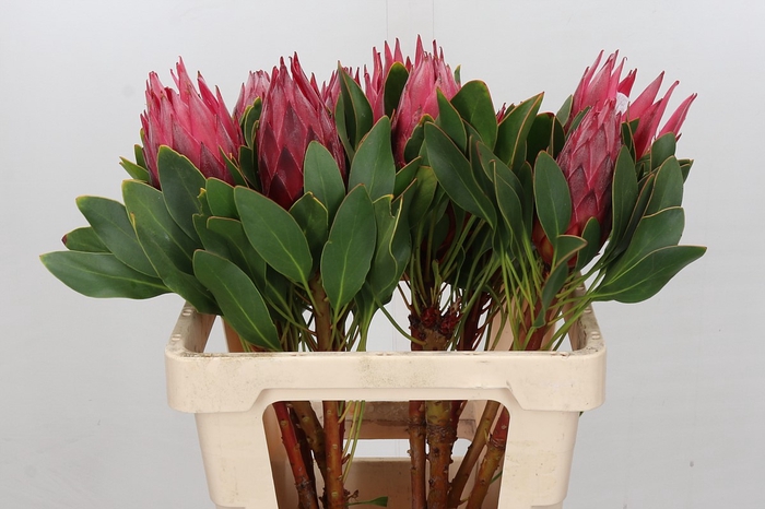 <h4>Protea Cynaroides Madiba</h4>