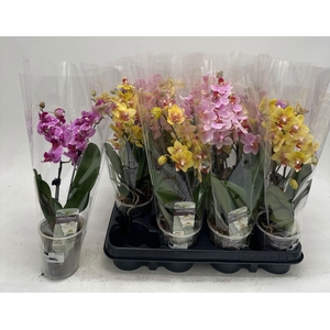 PHAL GEM