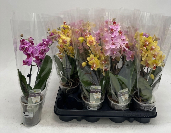 PHAL GEM