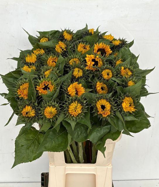 <h4>Heli Sunrich Orange</h4>