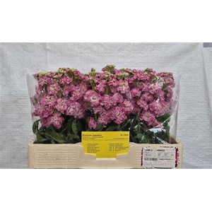 Matth Stox Rose Pink